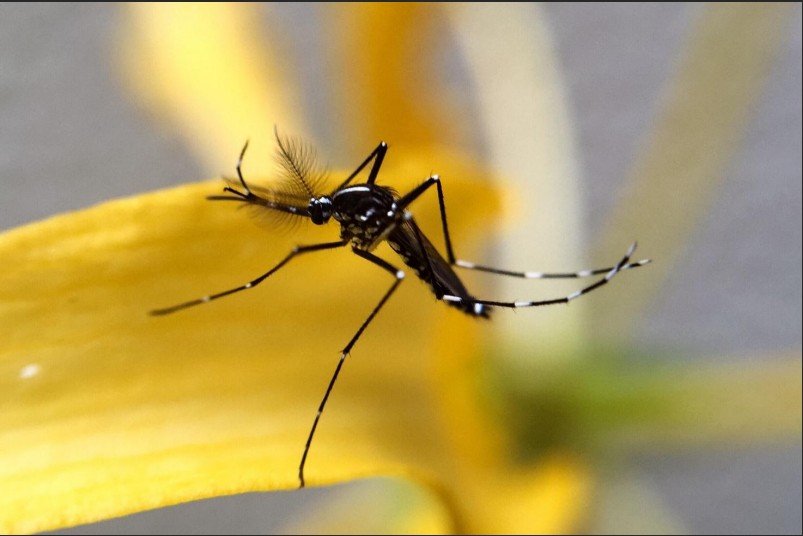 Febbre gialla e viaggi internazionali: prevenzioni, rischi e requisiti vaccinali